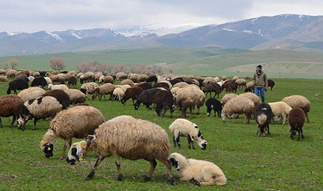 Patnos' ta Yüksek Maliyetlere Rağmen Çoban Bulunamıyor