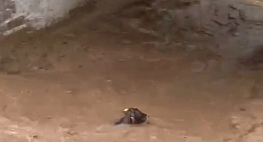 Sele kapılan inek telef oldu