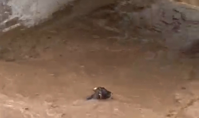 Sele kapılan inek telef oldu