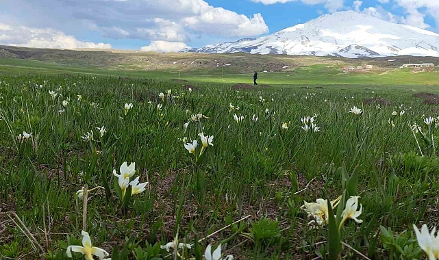 Süphan Dağı etekleri kardelenlerle süslendi
