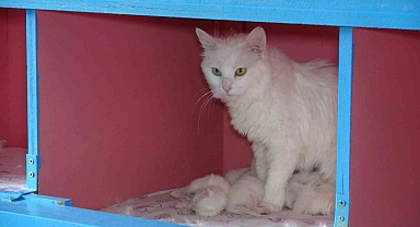 Van Kedi Villası'nda 20 kedi doğum yaptı