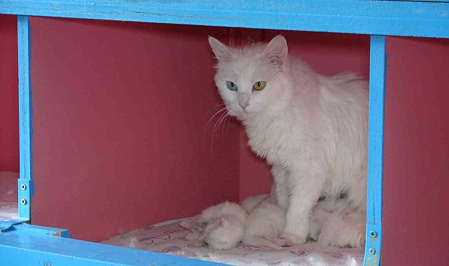 Van Kedi Villası'nda 20 kedi doğum yaptı