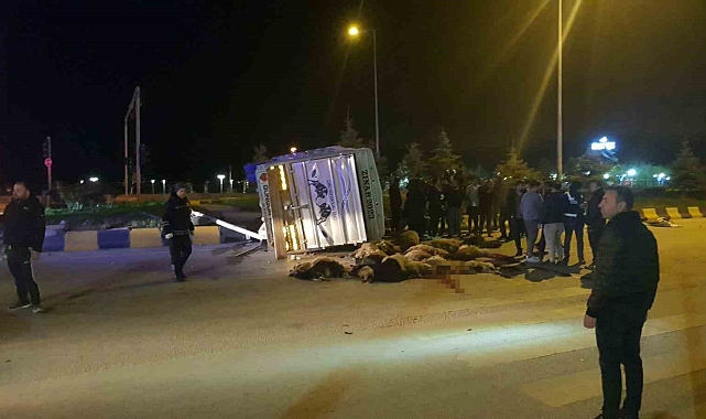 Cip ile kamyonet çarpıştı: 25 hayvan telef oldu