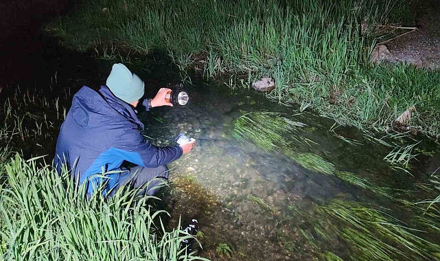 İnci kefallerinin eşsiz gece yolculuğu başladı