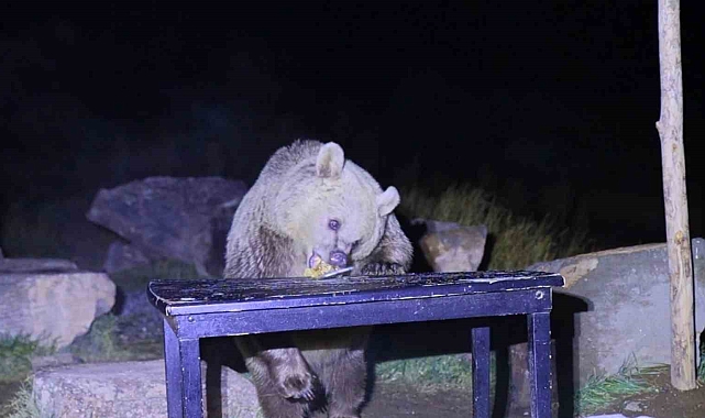Nemrut'un ayıları kış uykusundan uyandı