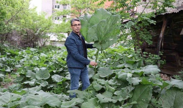 Şemsiye değil kabalak otu