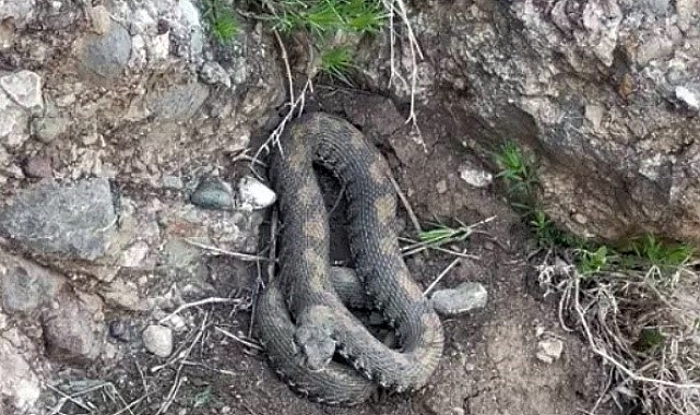 Yüksekova'da engerek yılanı görüntülendi