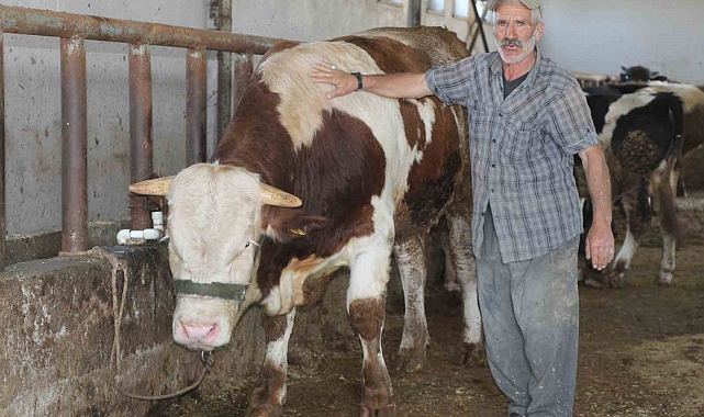 1 tonluk 'Şövalye' isimli tosun alıcısını bekliyor