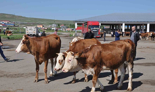 Kars Hayvan Pazarı'nda durgunluk yaşanıyor