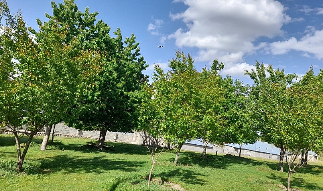 Patnos’ta ısınamayan havalar meyve ağaçlarını olumsuz etkiledi..!