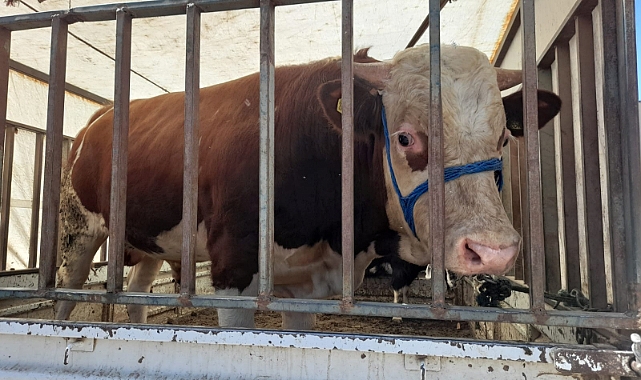 Patnos’ta kurbanlıkların il dışına sevkiyatı başladı..!