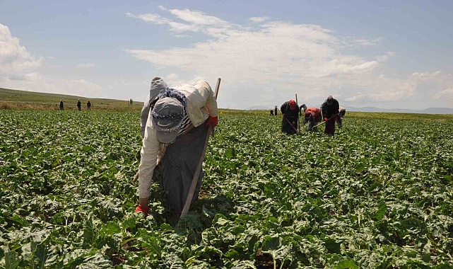 Tarım işçisi kadınlar pancar üretimi mesaisinde