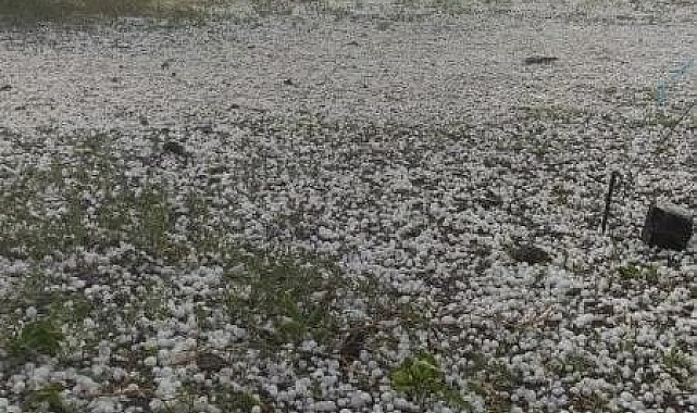 Yağan dolu ekili alana zarar verdi
