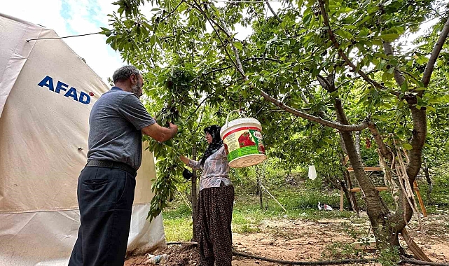 Yeşilyurt'ta 'Dalbastı Kirazı'nda hasat zamanı