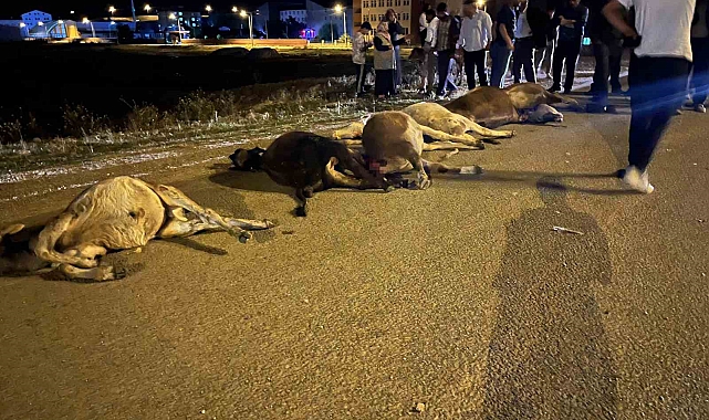 Ağrı'da araç sürüye çarptı: 7 büyükbaş hayvan telef oldu