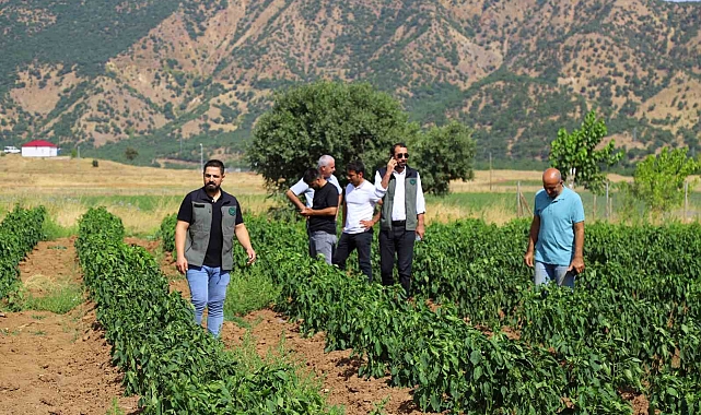 Sebze fideleri ile silajlık mısırlar denetlendi