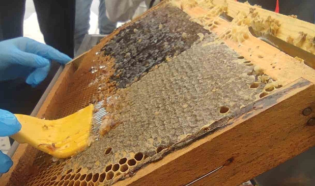 Bir yılda 9 farklı dalda ödül alan dünya birincisi Bingöl balında hasat başladı