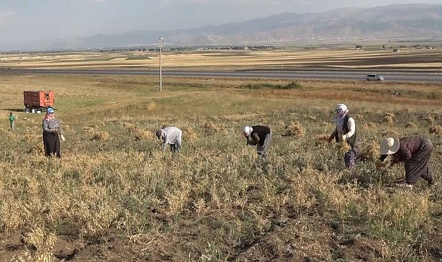 Elle nohut biçen kadınlar aile ekonomisine katkı sağlıyor