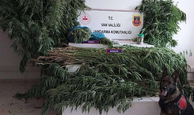 Erciş'te 605 kök hint keneviri ele geçirildi