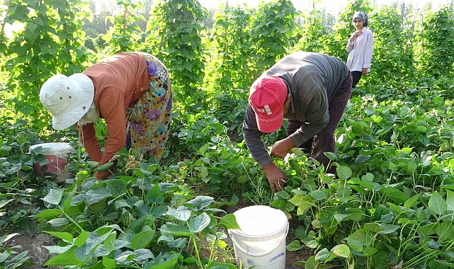 Kuraklık Gevaş fasulyesini vurdu
