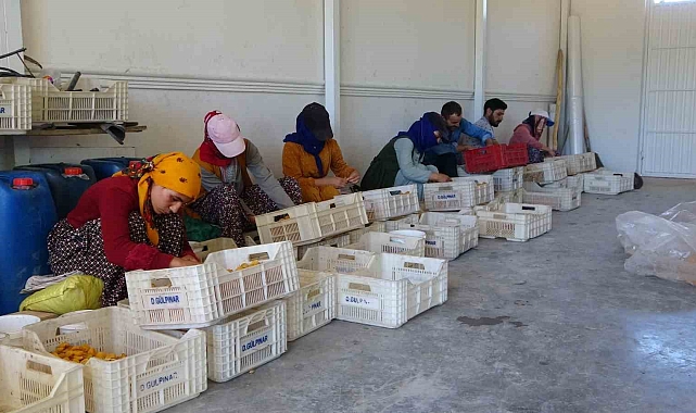 Mevsimlik tarım işçilerinin kayısı mesaisi sürüyor