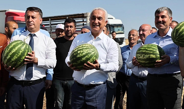 Muş'ta Yaz Mevsiminin Meyvesi Karpuz Hasadı Başladı