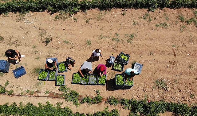 Uzmanından sıcak havada çalışan tarım işçilerine uyarı