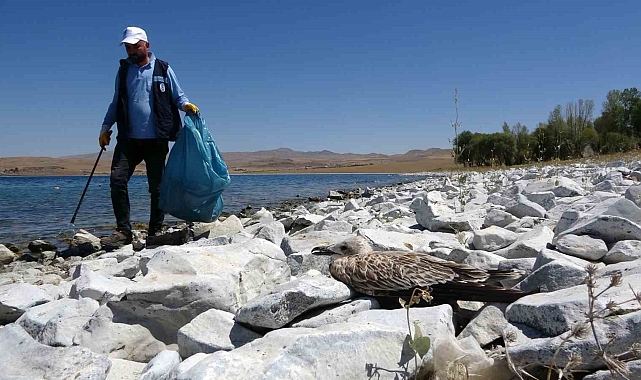 Van Gölü'ndeki martı ölümleri belediyeleri harekete geçirdi