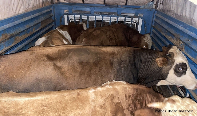 Ağrı'da büyükbaş hayvan hırsızlığı ; 1 gözaltı