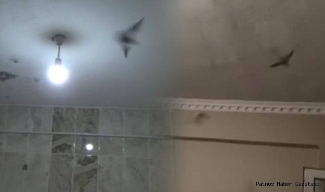 Ağrı'da eve giren yarasalar itfaiye ekiplerince çıkarıldı
