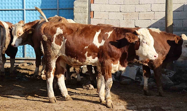 Ay-yıldızlı Çınar Tosun sahibinin gözdesi