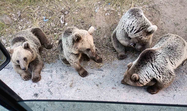 Bitlis'te Ayı Saldırısı...