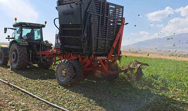 Çiftçinin zorlu şeker pancarı söküm mesaisi başladı