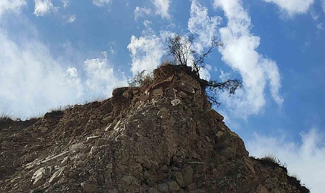 Dağ keçileri doğal hayatlarında görüntülendi