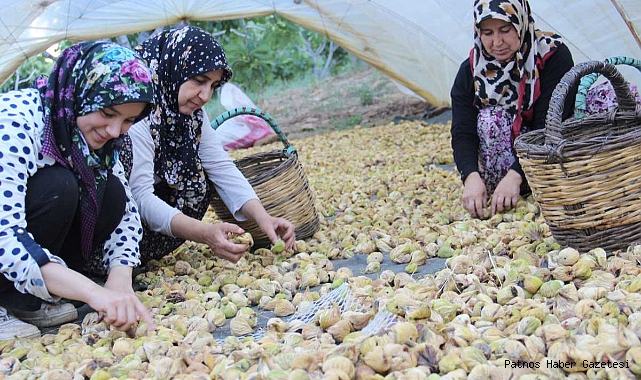 İncirin bahçeden sofraya yolculuğu