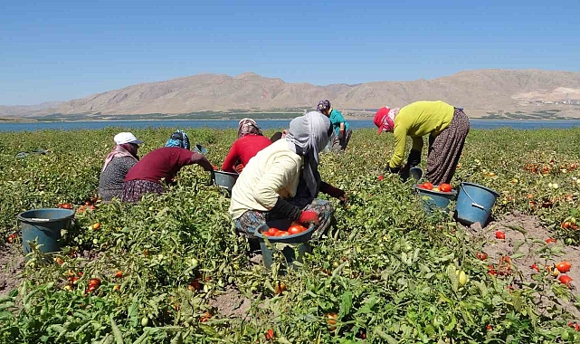 Malatya'da suların çekildiği baraj sahasında tarımsal üretim