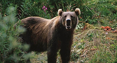 Nemrut Krater Gölünde Ayı Saldırısı