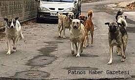 Patnos'ta başı boş köpek saldırıları bitmiyor