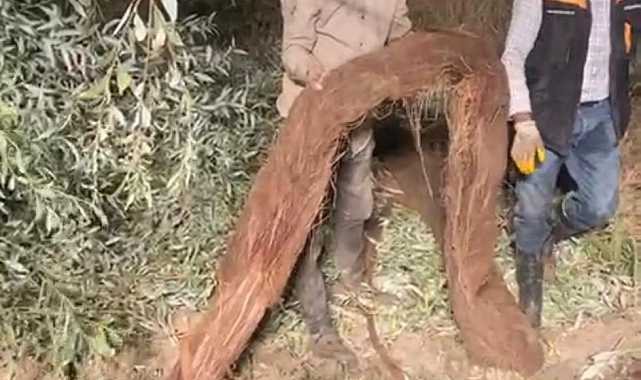 Su borusundan çıkan ağaç köklerini yılan zannettiler