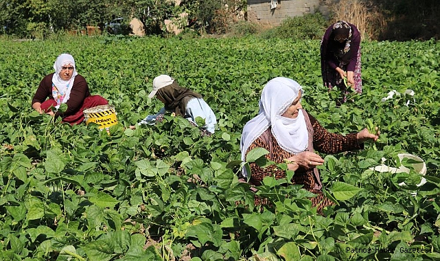 Van'ın 'Gevaş fasulyesi' tescillendi