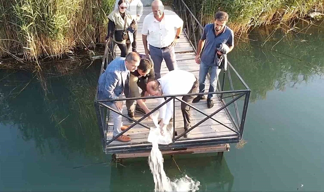 902 bin sazan balığı yavrusu suyla buluşturuldu