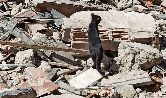 Bina enkazında mahsur kalan yavru kediyi itfaiye kurtardı