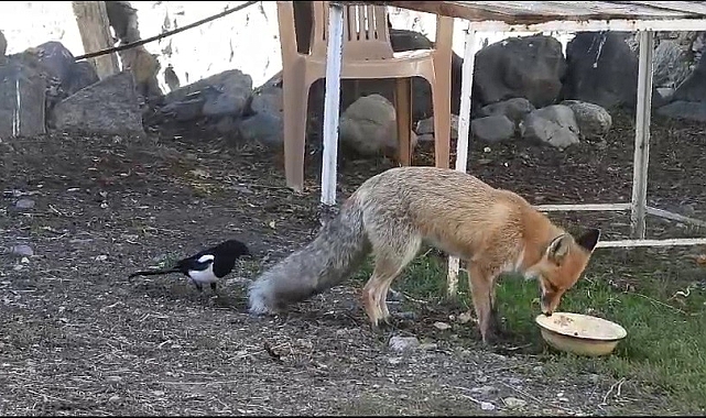 Bu tilki Köyün Maskotu Oldu
