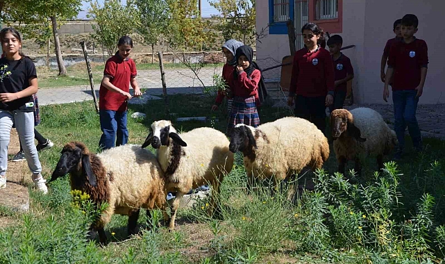 Muş'ta okul bahçesinde kalan "kuzular" öğrencilerin maskotu oldu