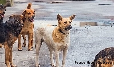 Patnos’ta aç kalan köpekler öğrencilere saldırıyor…