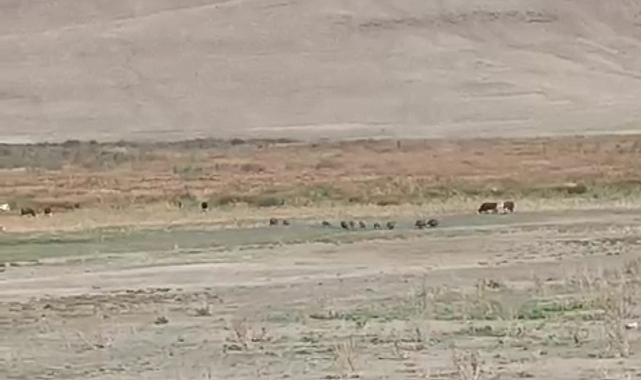 Van'da aç kalan domuz sürüsü mahalleye indi