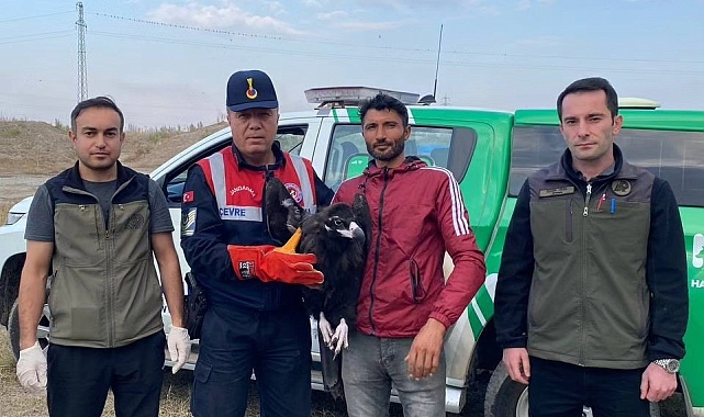 Bakıma muhtaç Kara Akbaba tedavi altına alındı