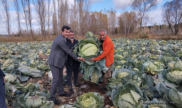 Hamur’da lahana hasadı yapıldı