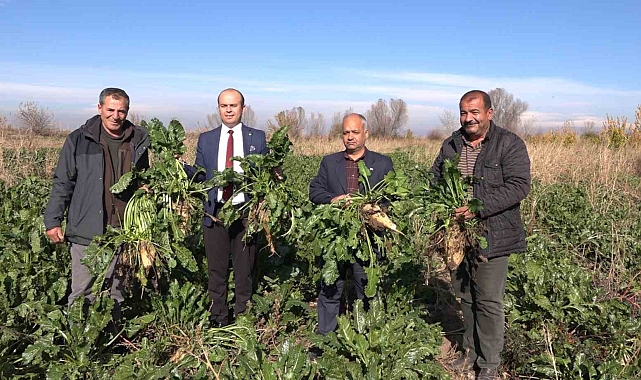 Iğdır'da şeker pancarı hasadı başladı
