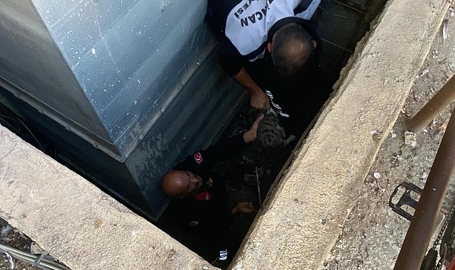İtfaiye ekipleri mahsur kalan kediyi kurtardı
